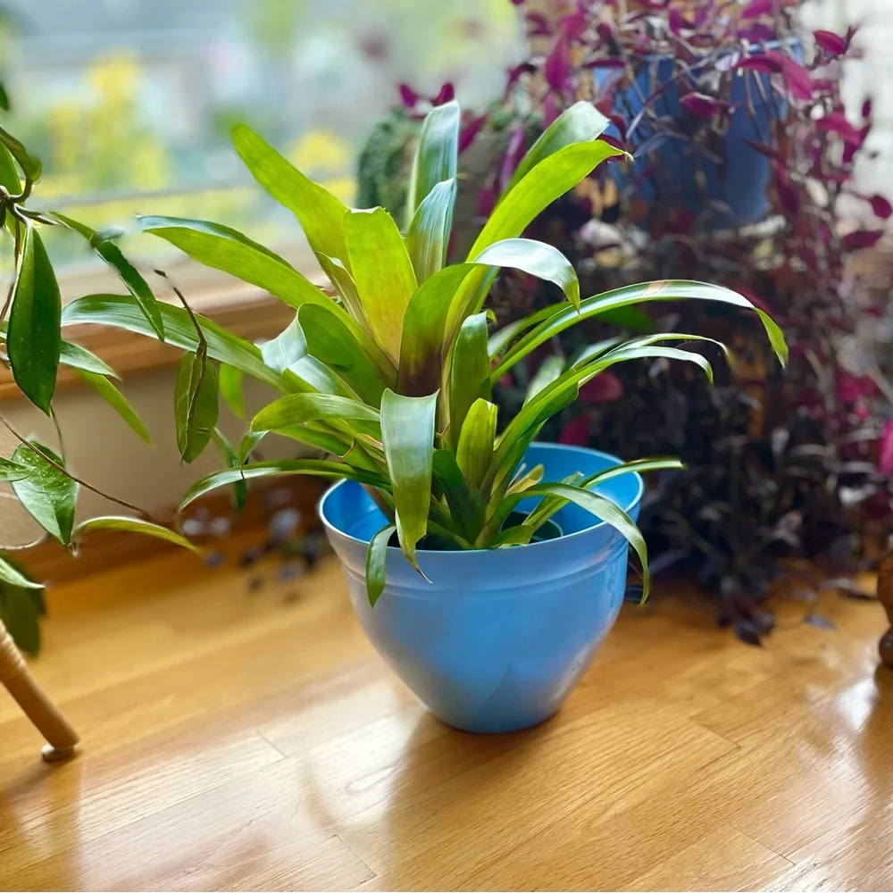 🫐 NWT Periwinkle Blue 10” Planter Flower Pot